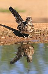 Greater Roadrunner